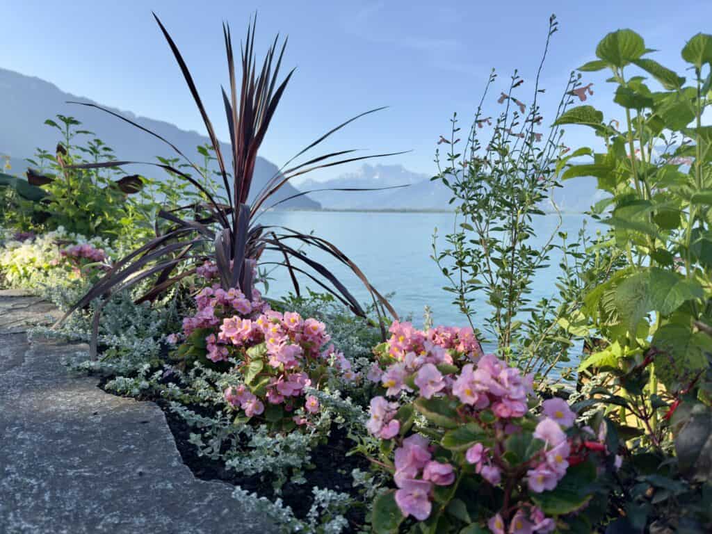 Swiss RIviera