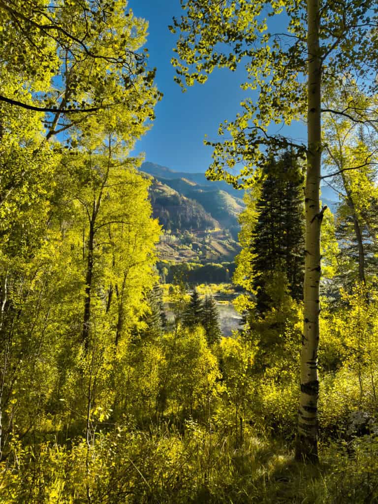Sunlight shineng through the yellow aspen trees with mountains in the background.