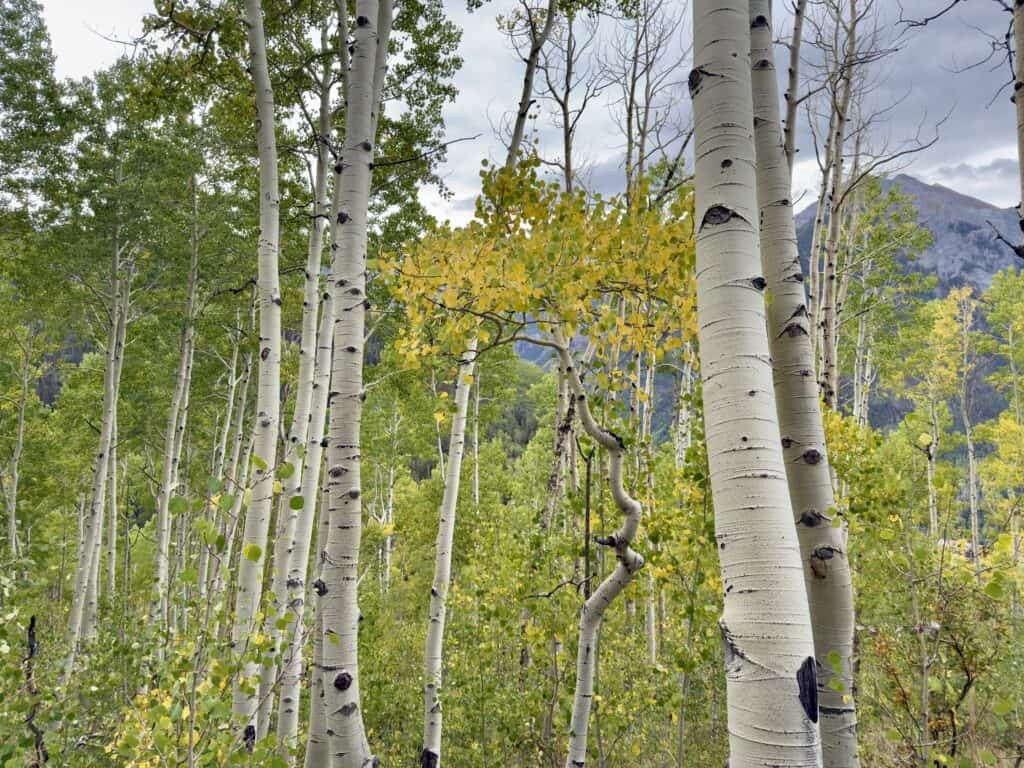 Yellow and green-leaved aspen trees with the mountains peeking through.
