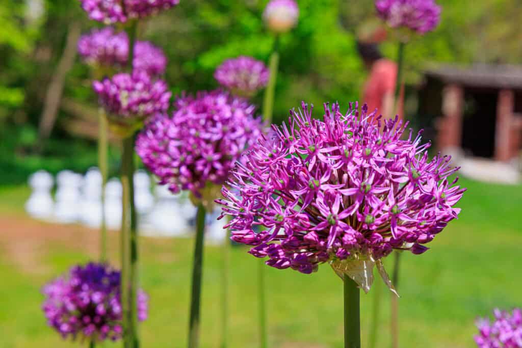 Close of of a purple Ornamental Onion Flower.
