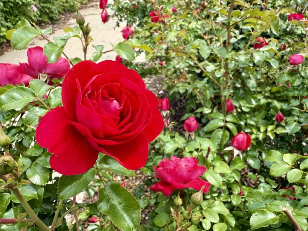 A rose garden with abundant red roses.