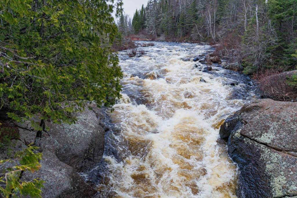 Looking upstream at the falls with the river bank lined with pine and other green trees.