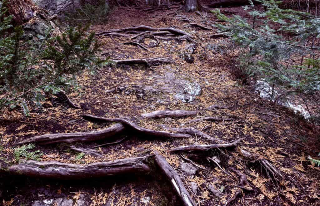 Dozens of gnarly roots cover the trail.