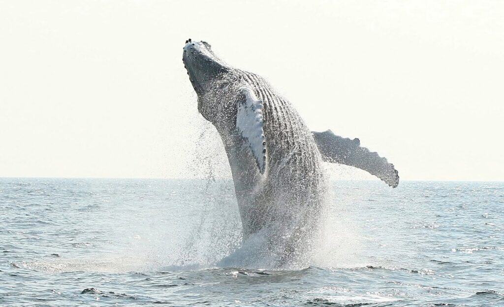 Whale breaches the sea with almost its whole body