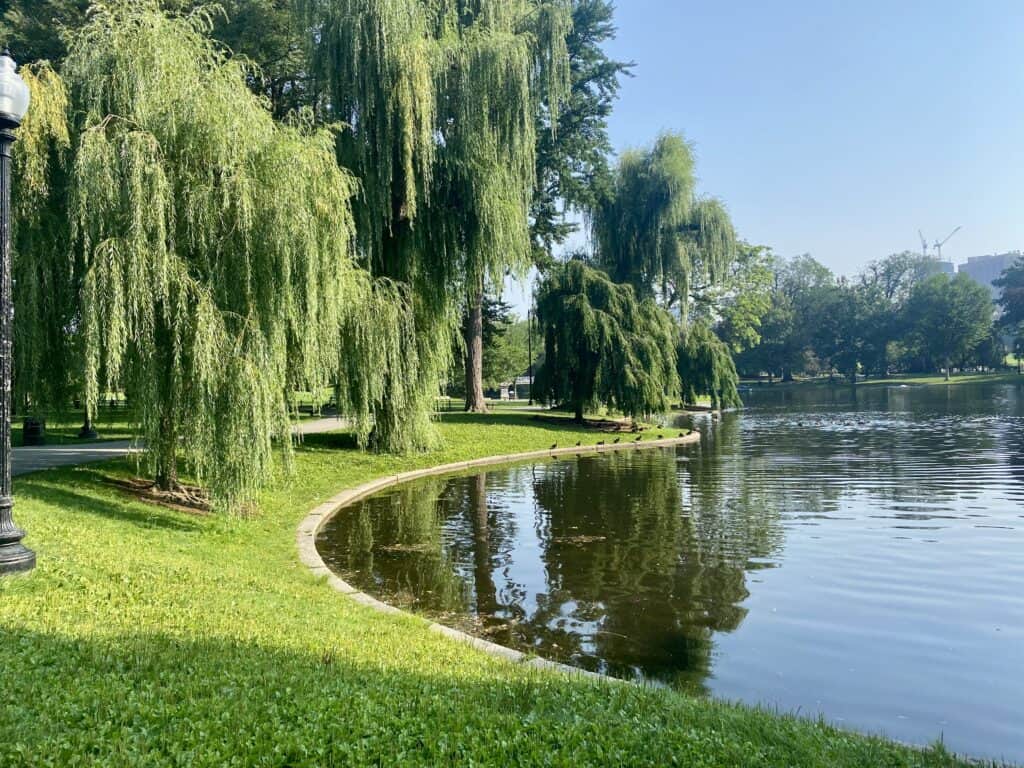 Grass and mature trees along a lake; trees reflect in the lake.