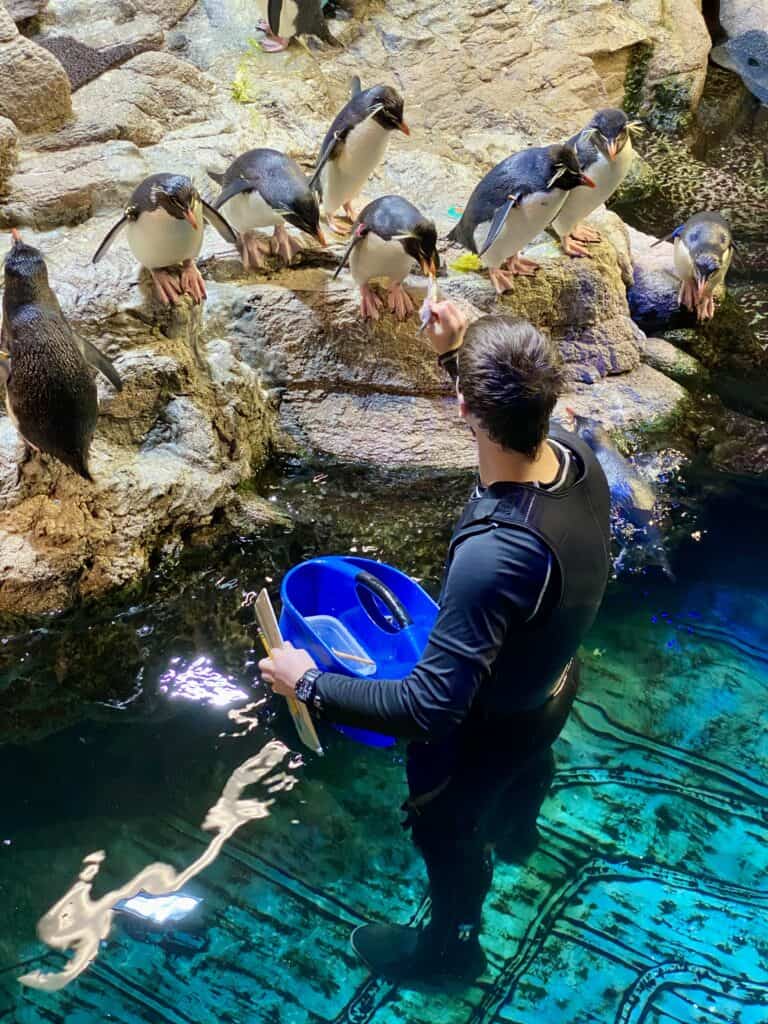 Aquarium worker is feeding the rockhopper penguins