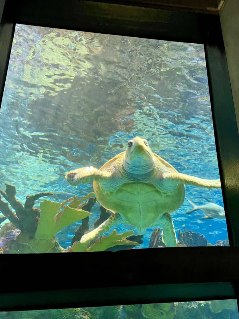 A giant sea turtle stares out of its aquarium.